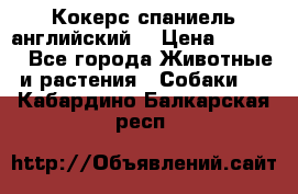 Кокерс спаниель английский  › Цена ­ 4 500 - Все города Животные и растения » Собаки   . Кабардино-Балкарская респ.